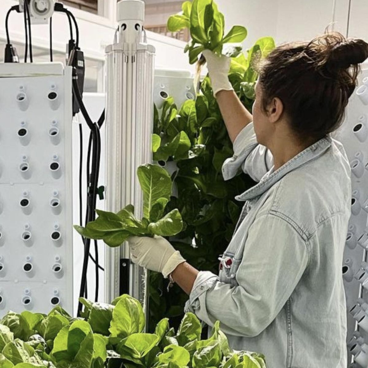 www-forkfarms-comhubfsblog-connecticuts-first-nonprofit-hydroponic-2x1
