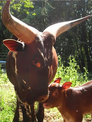 2012-09-05-babycow4sm3.jpg